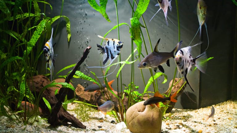 Ein Aquarium ist Hobby und Blickfang zu gleich