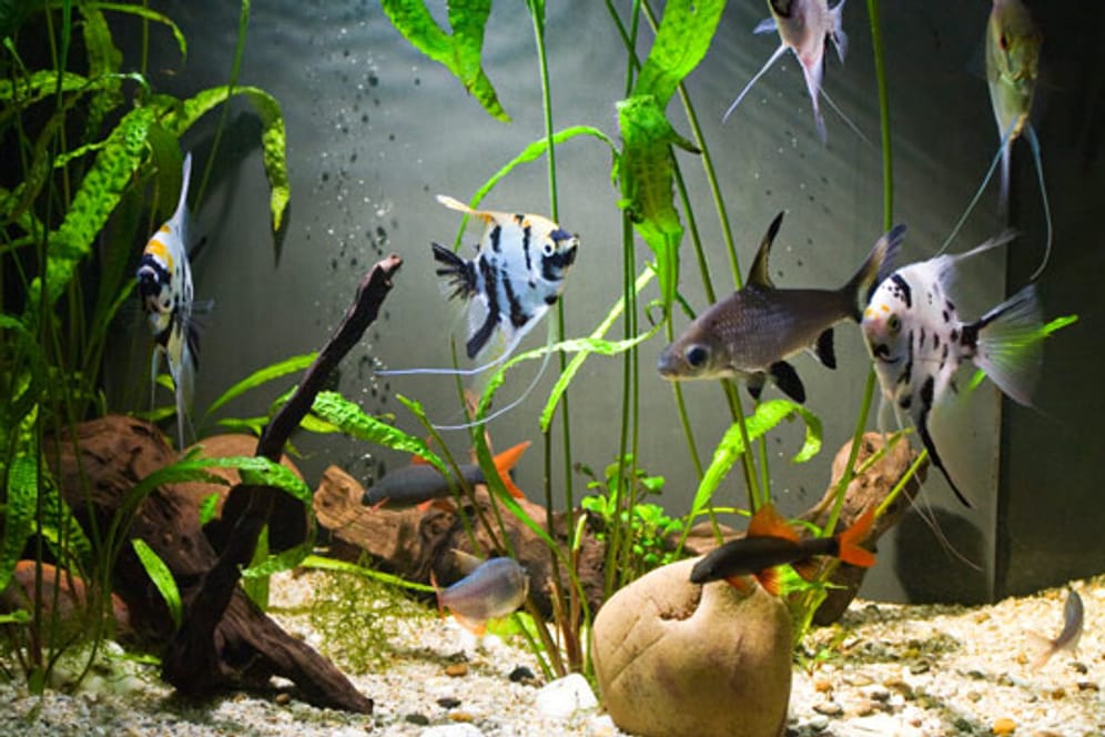 Ein Aquarium ist Hobby und Blickfang zu gleich