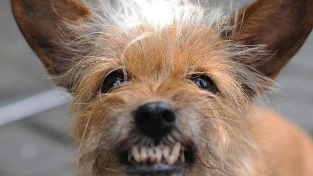 Zahnpflege nicht vergessen: Bei kleinwüchsigen Hunderassen kann sich schnell Zahnstein bilden.