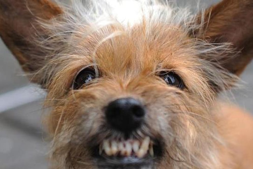 Zahnpflege nicht vergessen: Bei kleinwüchsigen Hunderassen kann sich schnell Zahnstein bilden.