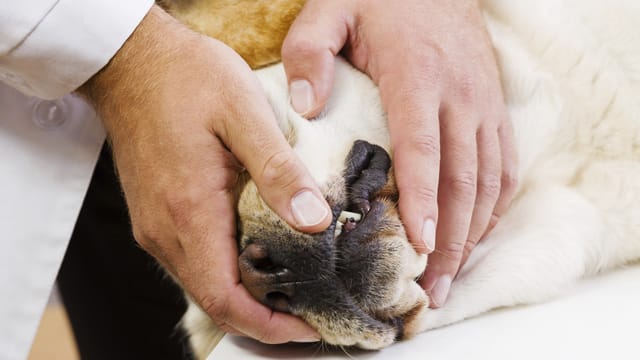 Mangelnden Zahnhygiene führt häufig zu Zahnfleischentzündungen bei Hunden