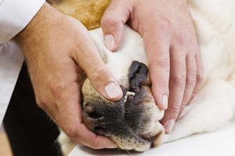 Mangelnden Zahnhygiene führt häufig zu Zahnfleischentzündungen bei Hunden