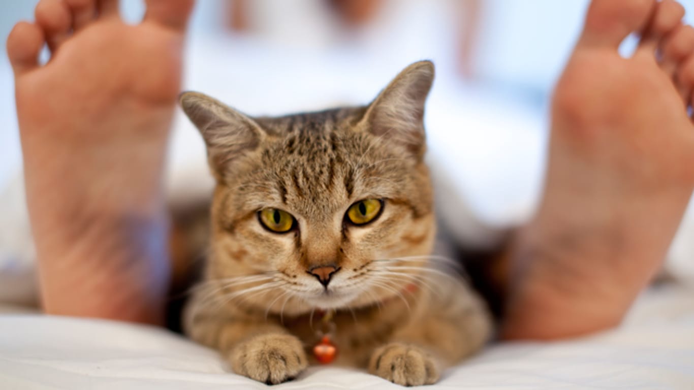 Katzen können den Beziehungsfrieden zwischen Paaren stören und für Eifersucht sorgen.