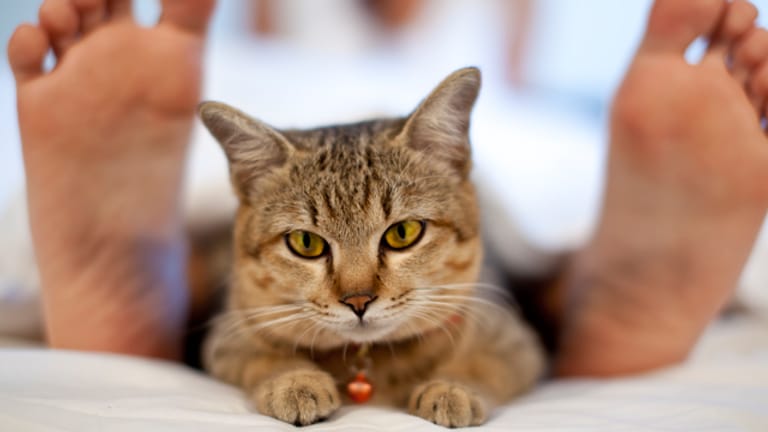 Katzen können den Beziehungsfrieden zwischen Paaren stören und für Eifersucht sorgen.