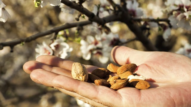 Im Frühling trägt der Mandelbaum rosarote Blüten