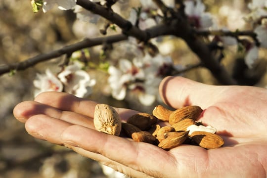 Im Frühling trägt der Mandelbaum rosarote Blüten