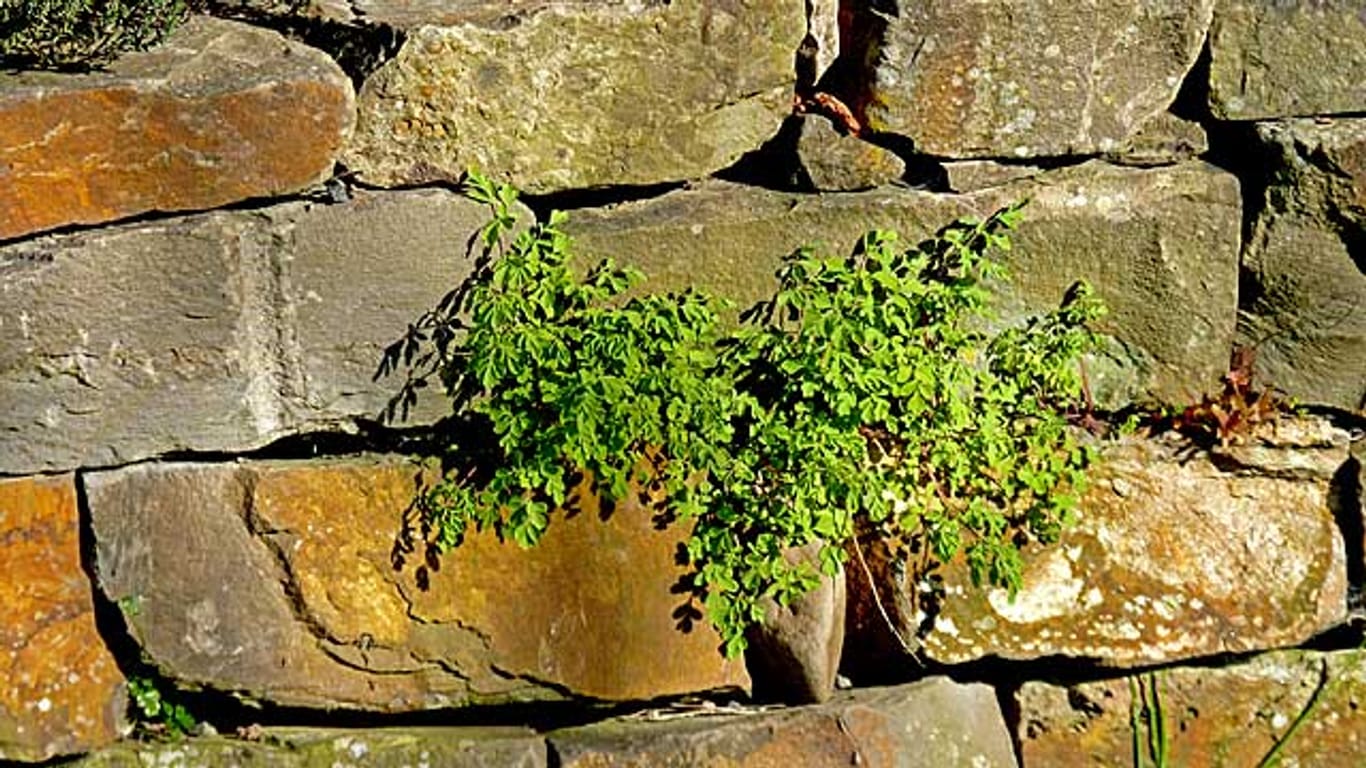 Natursteine eignen sich gut für die Gartenmauer.