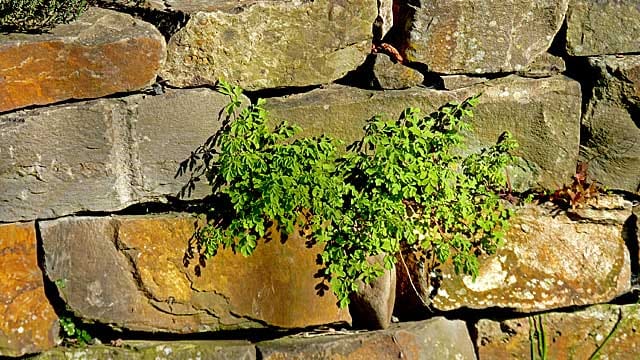 Natursteine eignen sich gut für die Gartenmauer.