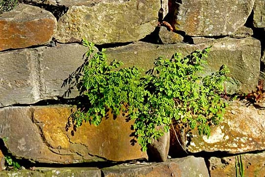 Natursteine eignen sich gut für die Gartenmauer.