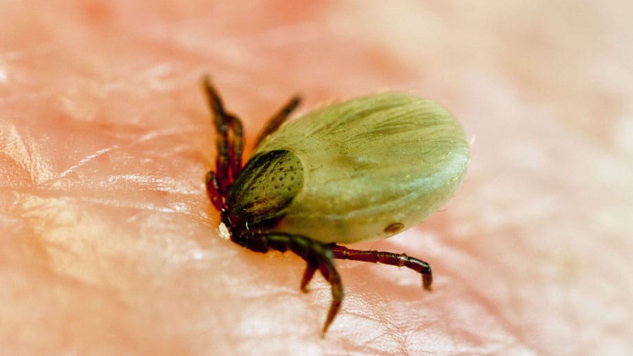 Zecken: Die Krabbeltiere sind zunehmend auch im Winter aktiv.