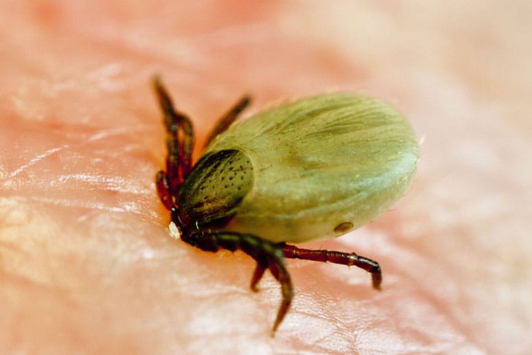 Zecken: Die Krabbeltiere sind zunehmend auch im Winter aktiv.