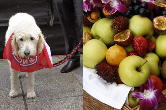Tiere sind in der Bundesliga nicht erwünscht, Obst ist beim FC Bayern verboten.
