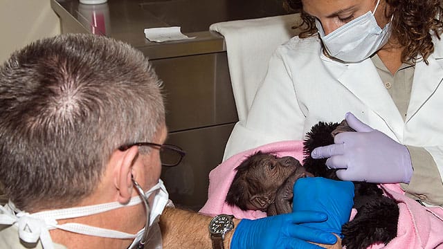 Eine Mitarbeiterin des Zoos hält das neugeborene Baby im Arm.