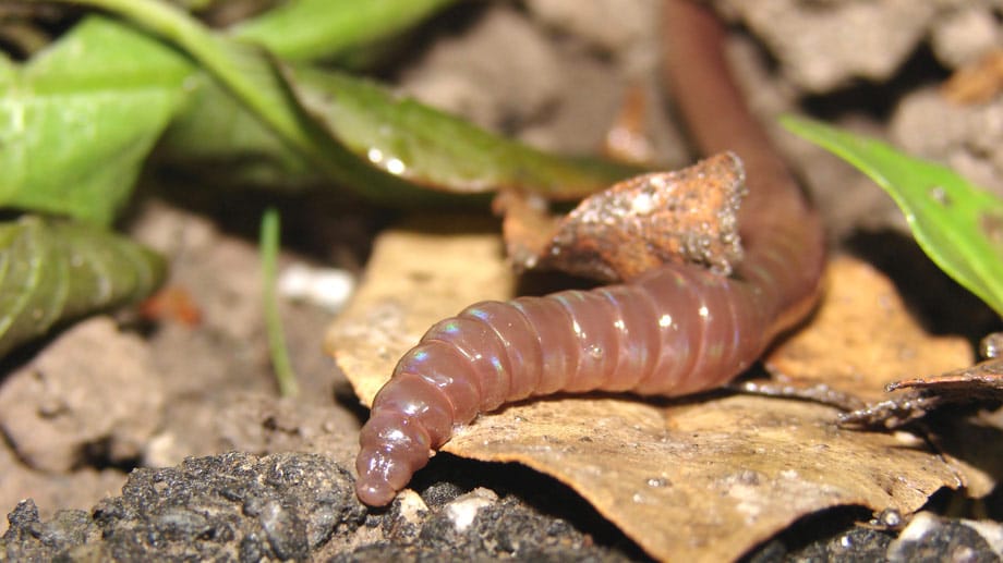 Regenwürmer verbessern die Erde im Garten.
