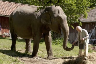 PETA übt Kritik an der Filmproduktion "Der Hundertjährige, der aus dem Fenster stieg und verschwand".