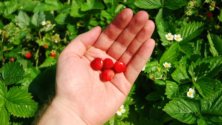 Wald-Erdbeeren zeichnen sich besonders durch den süßlichen Geschmack aus.
