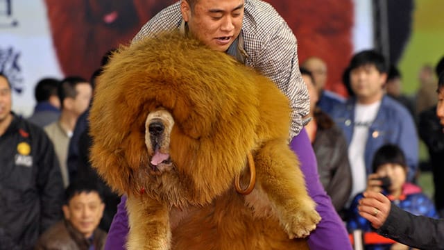 Schönheitswettbewerb in Shenyang: Der Tibet-Tibet-Mastiff ist bei reichen Chinesen beliebtes Statussymbol