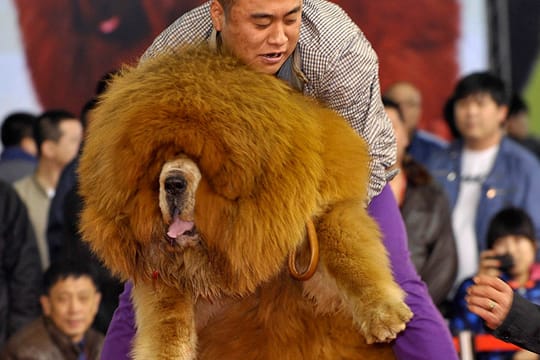 Schönheitswettbewerb in Shenyang: Der Tibet-Tibet-Mastiff ist bei reichen Chinesen beliebtes Statussymbol