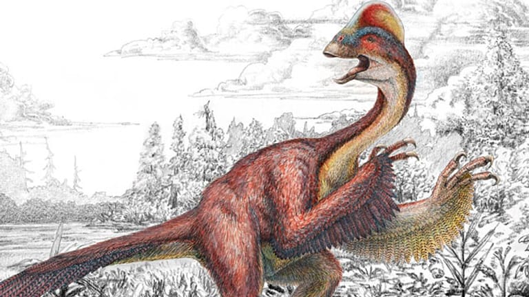 "Huhn aus der Hölle": Dino mit Hühnerkopf und Federn entdeckt