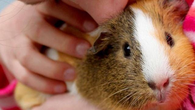 Mit einem Klick: Auch Meerschweinchen können Tricks lernen.