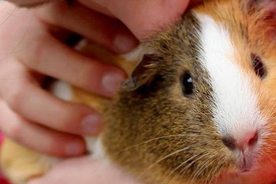 Mit einem Klick: Auch Meerschweinchen können Tricks lernen.