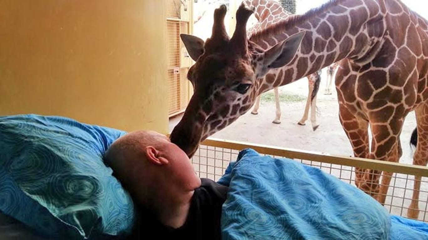 Eine Giraffe im Rotterdamer Zoo nahm rührenden Abschied von ihrem im Sterben liegenden Pfleger