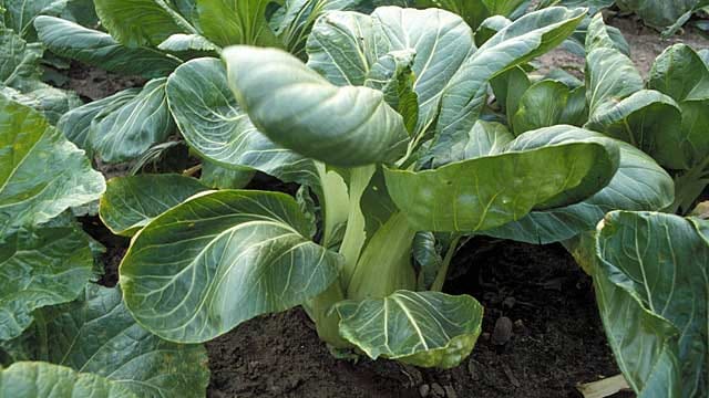 Pak Choi lässt sich unkompliziert anbauen.