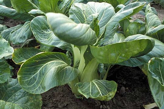 Pak Choi lässt sich unkompliziert anbauen.