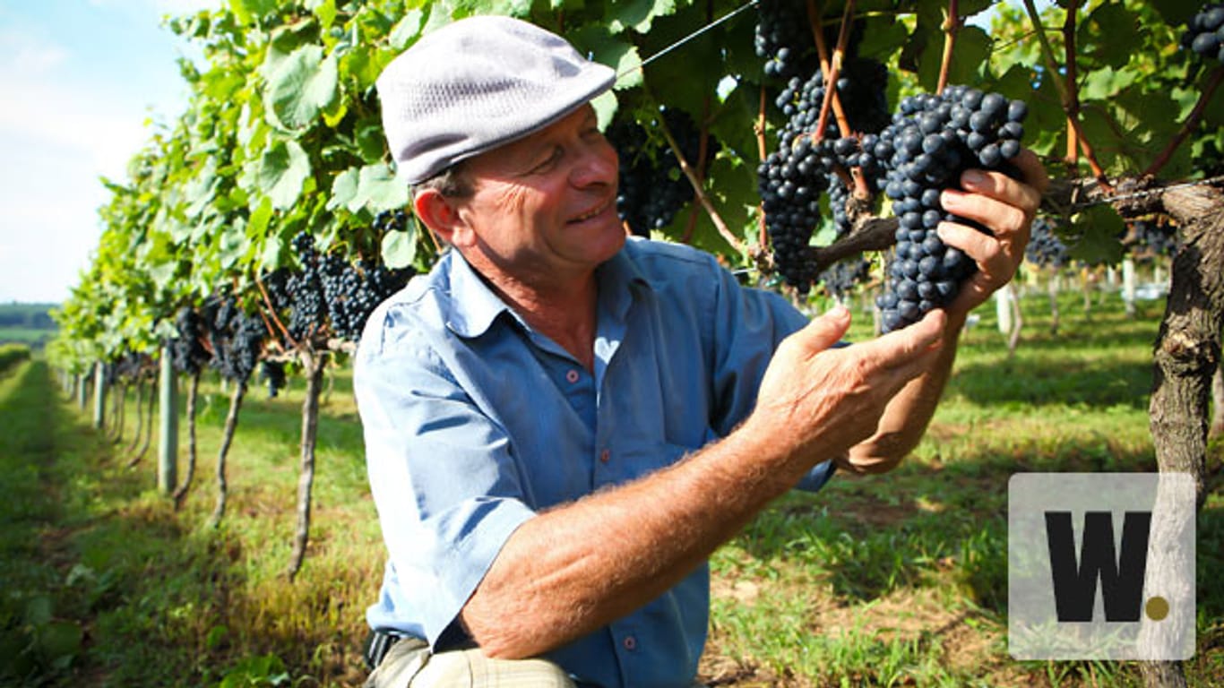 Der meiste Wein wird im Süden Brasiliens angebaut.