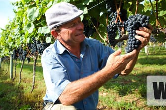 Der meiste Wein wird im Süden Brasiliens angebaut.