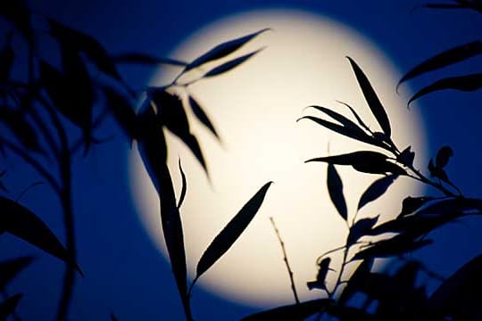 Welchen Einfluss hat der Mond auf den Garten?