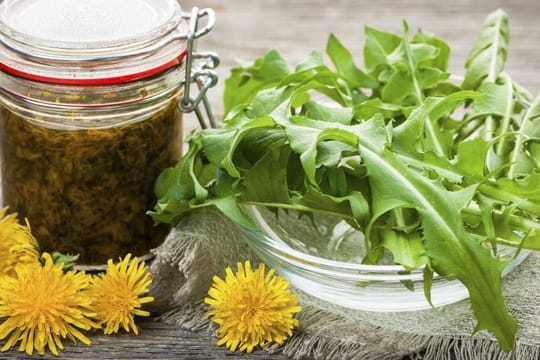 Löwenzahn kann mehr als nur gut aussehen. Auch als Salat macht er eine gute Figur