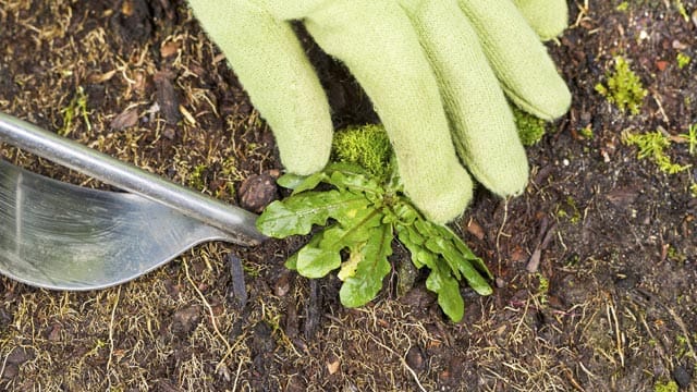 Mit einem spezielllen Löwenzahnausstecher aus dem Baummarkt oder dem Gartencenter, fällt das Ausstechen leichter.