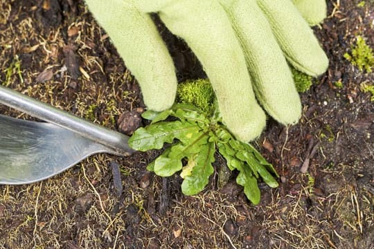 Mit einem spezielllen Löwenzahnausstecher aus dem Baummarkt oder dem Gartencenter, fällt das Ausstechen leichter.