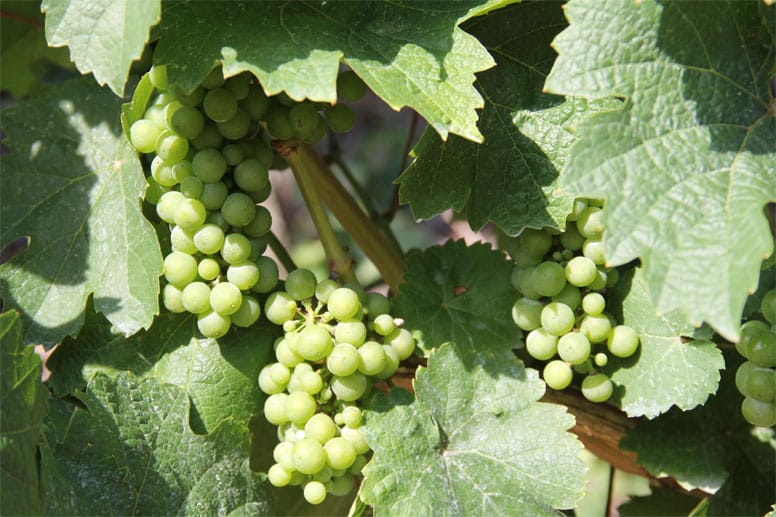 Über 90 Prozent der Weinlagen an der Mosel sind mit Weißwein bestockt, vor allem Riesling.