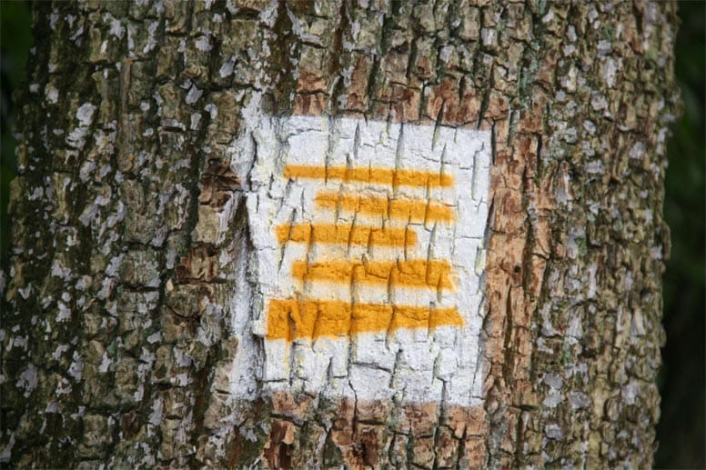 Das Logo des Moselsteigs - dahliengelb auf weißem Grund - ist an Bäumen aufgesprüht.