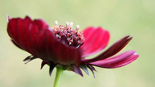 Die Schokoladenblume riecht betörend.