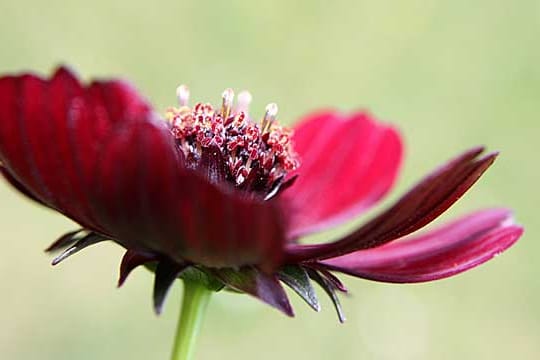 Die Schokoladenblume riecht betörend.