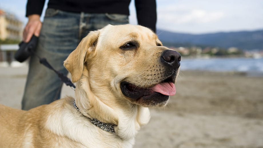 Gassigehen senkt das Schlaganfallrisiko des Hundehalters.