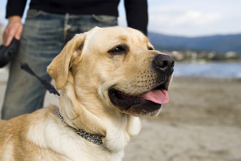 Gassigehen senkt das Schlaganfallrisiko des Hundehalters.