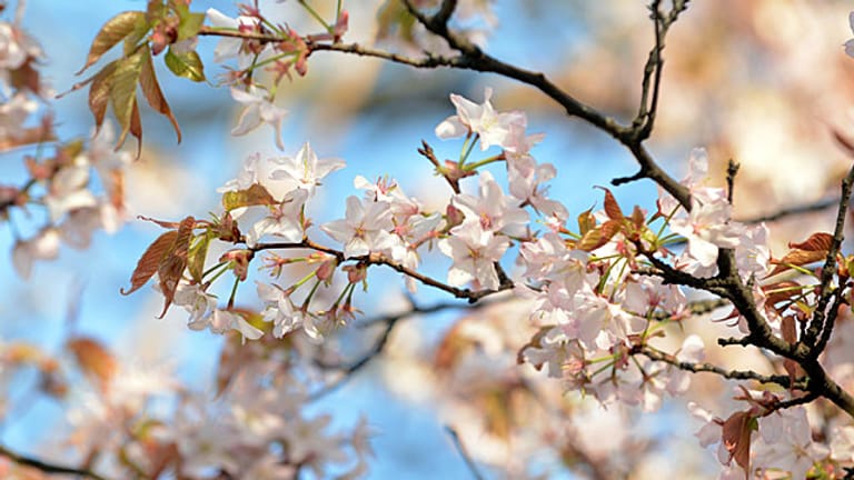 Zierkirschen-Blüten im Frühling.
