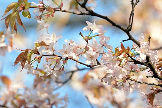 Zierkirschen-Blüten im Frühling.