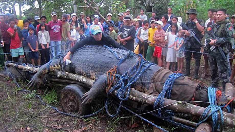 In seinen Dimensionen reicht das Tier beinahe an Lolong heran, das größte Krokodil der Welt, das in Gefangenschaft lebte. Es war 6,17 Meter lang und rund eine Tonne schwer.
