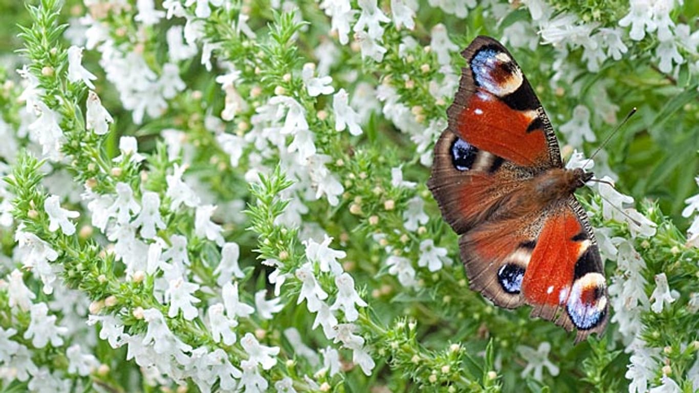 Schmetterlinge lassen sich durch Blüten in den Garten locken.