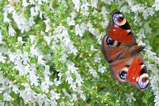 Schmetterlinge lassen sich durch Blüten in den Garten locken.