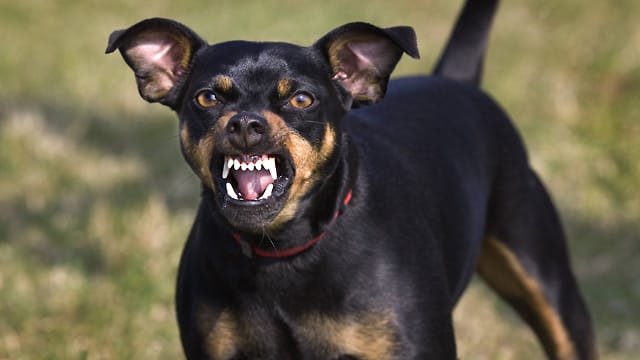 Ein Zähne fletschender Hund (Symbolbild): In Brake ist ein Kind verletzt worden. Ein Zähne fletschender Hund (Symbolbild): In Brake ist ein Kind verletzt worden.