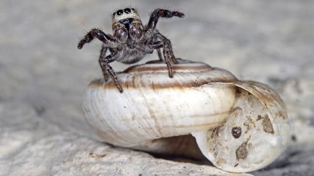 Auch Kreuz-Springspinnen nutzen Schneckenhäuser zum Überwintern