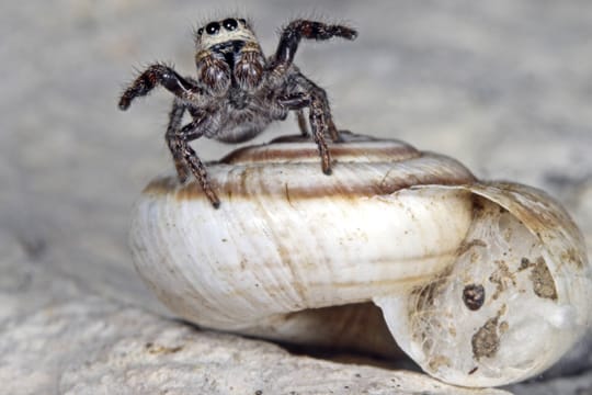 Auch Kreuz-Springspinnen nutzen Schneckenhäuser zum Überwintern