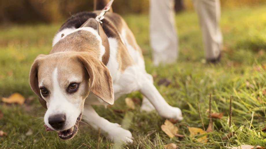 Hund: Wenn der Hund den Boss markiert