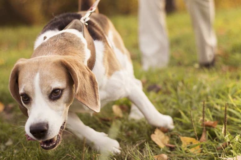 Hund: Wenn der Hund den Boss markiert